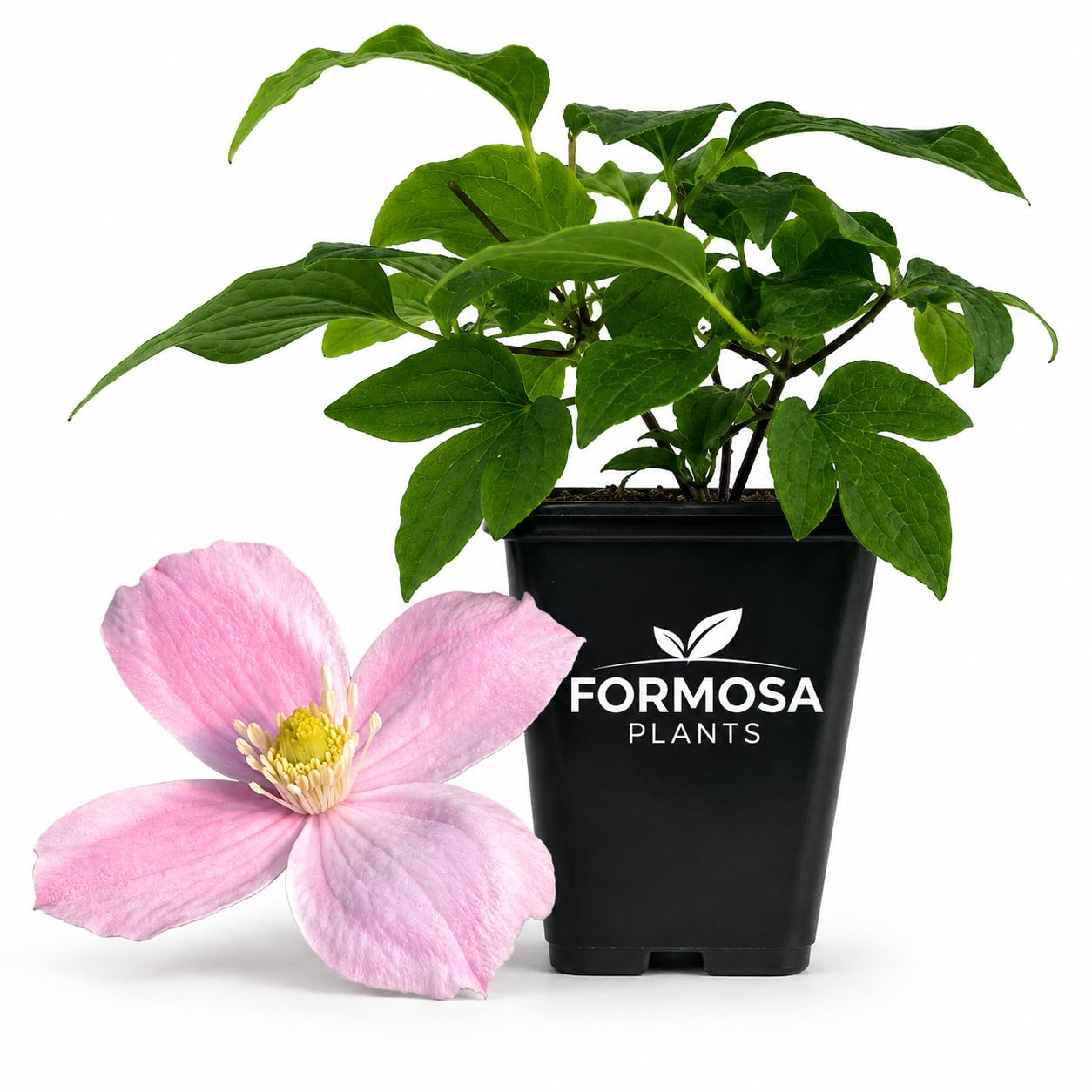 Clematis Montana Elizabeth - Live Plants in a 2 Inch Pot - Pink Vine