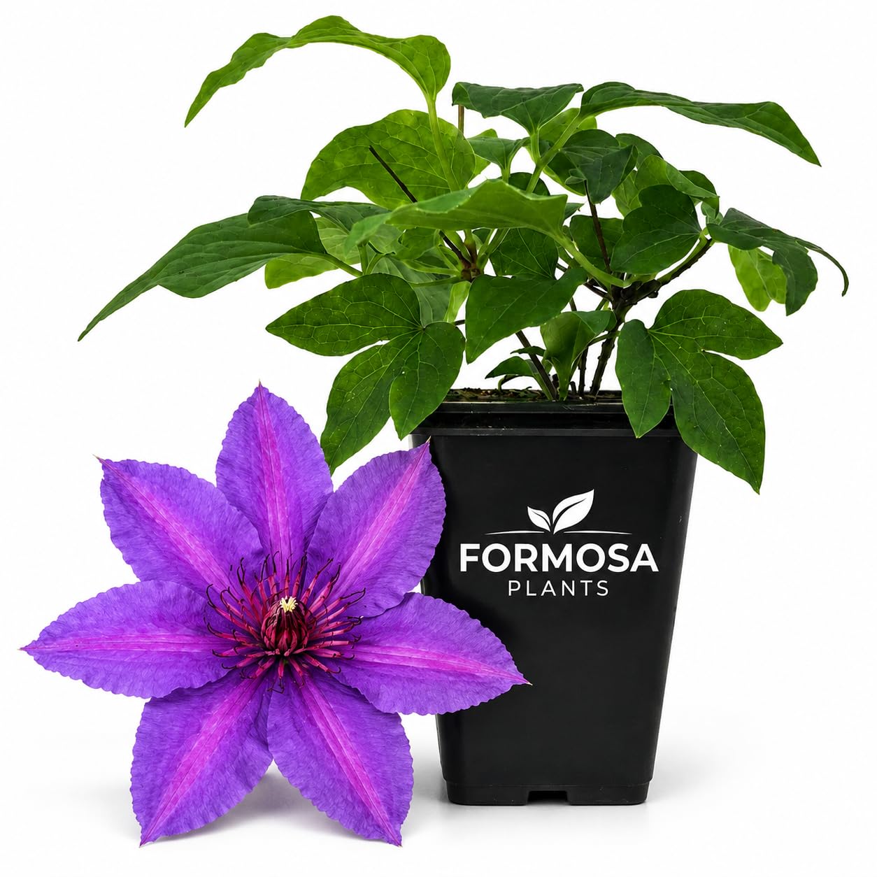 Clematis Edda - Live Plants in a 2 Inch Pot - Velvety Purple Climber