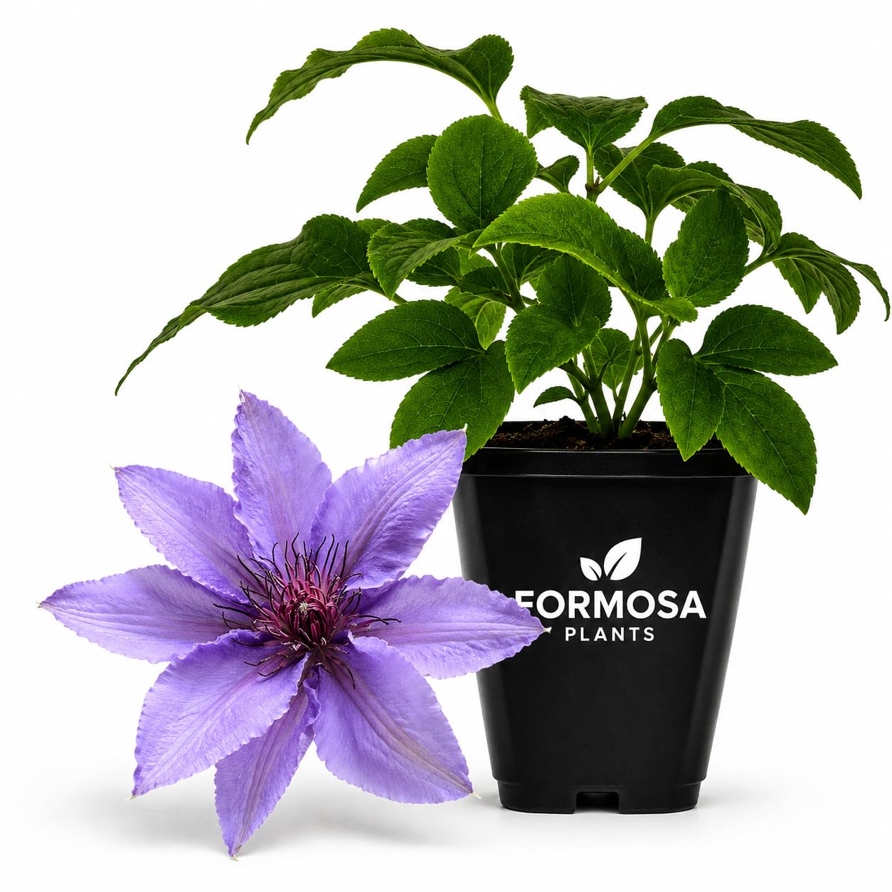 Clematis Parisienne - Live Plants in a 2 Inch Pot - Lavender Climber