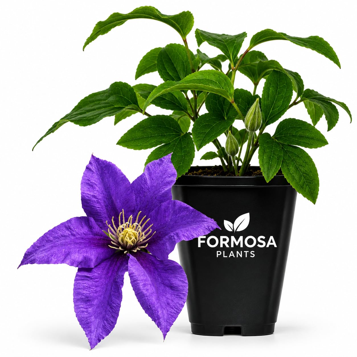 Clematis Olympia - Live Plants in a 2 Inch Pot - Violet Purple Vine