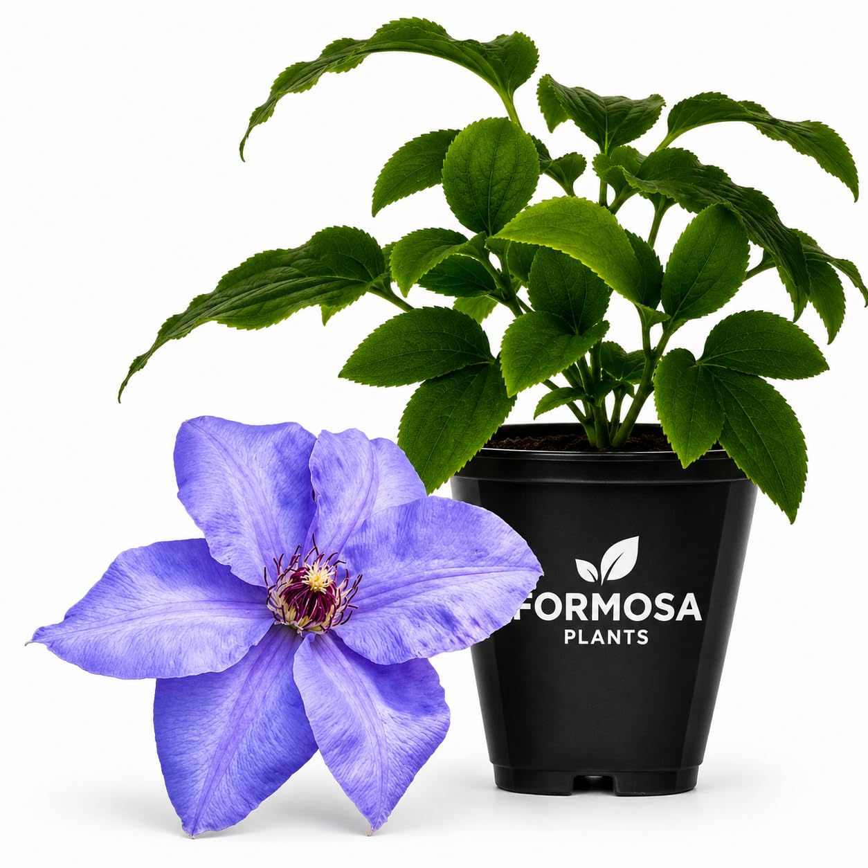 Clematis Ramona - Live Plants in a 2 Inch Pot - Lavender Blue Vine