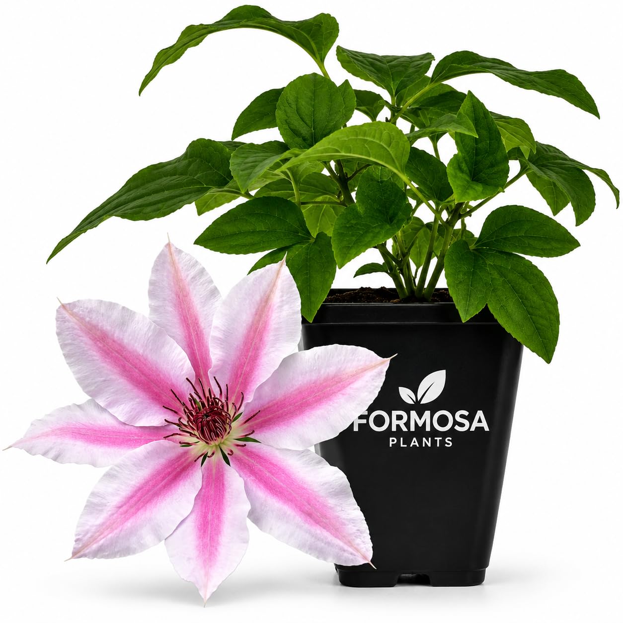 Clematis Nelly Moser - Live Plants in a 2 Inch Pot - Pink Striped