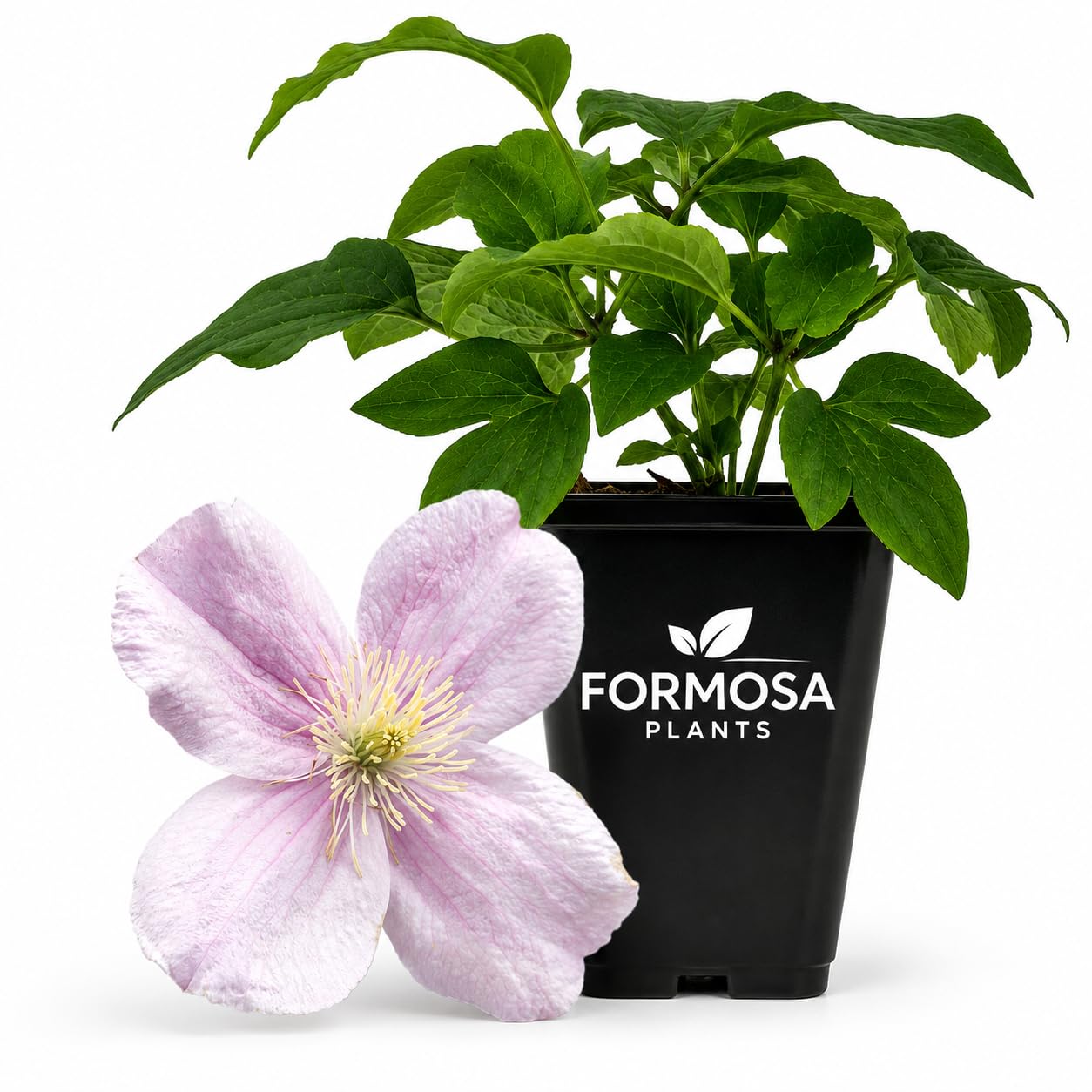 Clematis Montana Mayleen - Live Plants in a 2 Inch Pot - Satin Pink