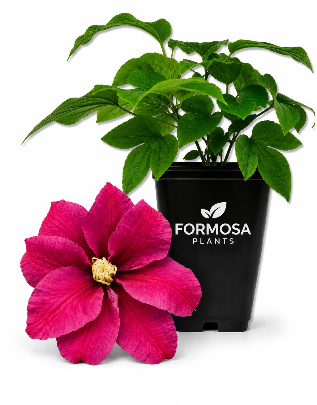 Clematis Sunset - Live Plants in a 2 Inch Pot - Magenta Pink Climber