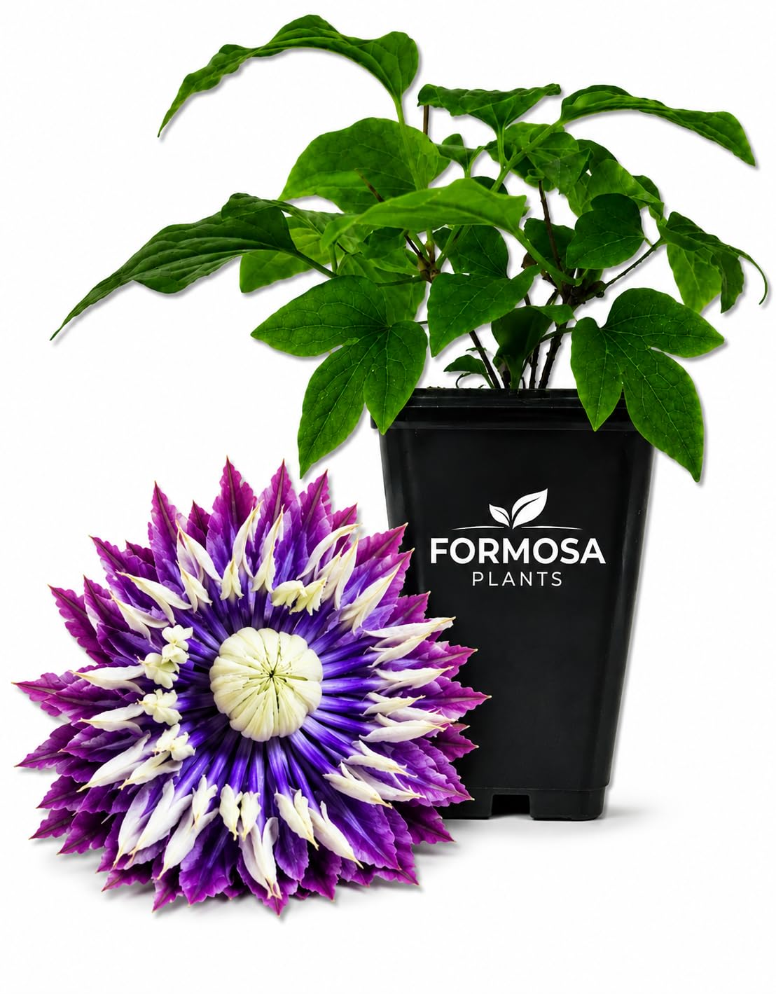 Clematis Taiga - Live Plants in a 2 Inch Pot - Double Indigo Purple