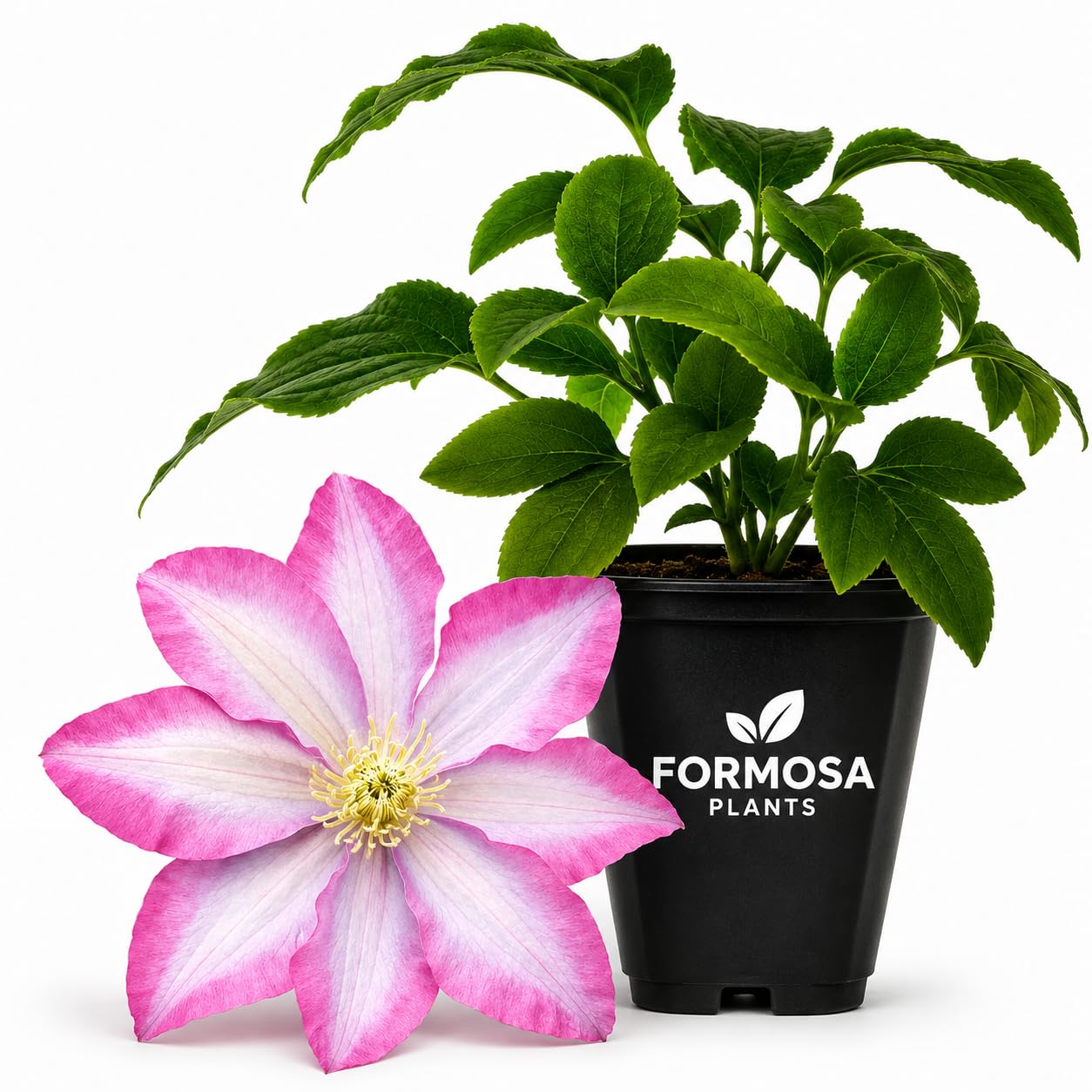 Clematis Poseidon - Live Plants in a 2 Inch Pot - Violet Blue Climber