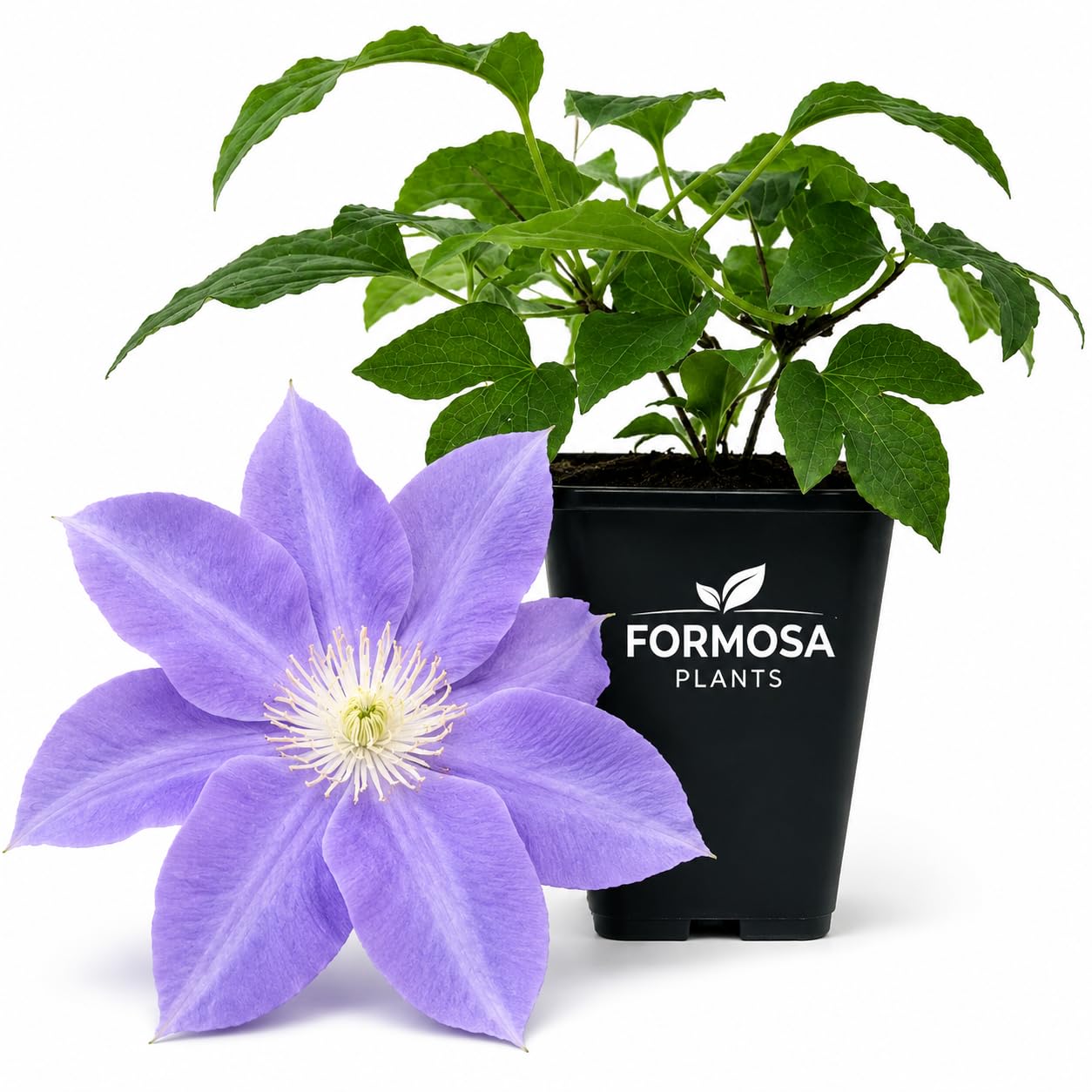 Clematis Diana's Delight -  Live Planst in a 2 Inch Pot - Pale Pink