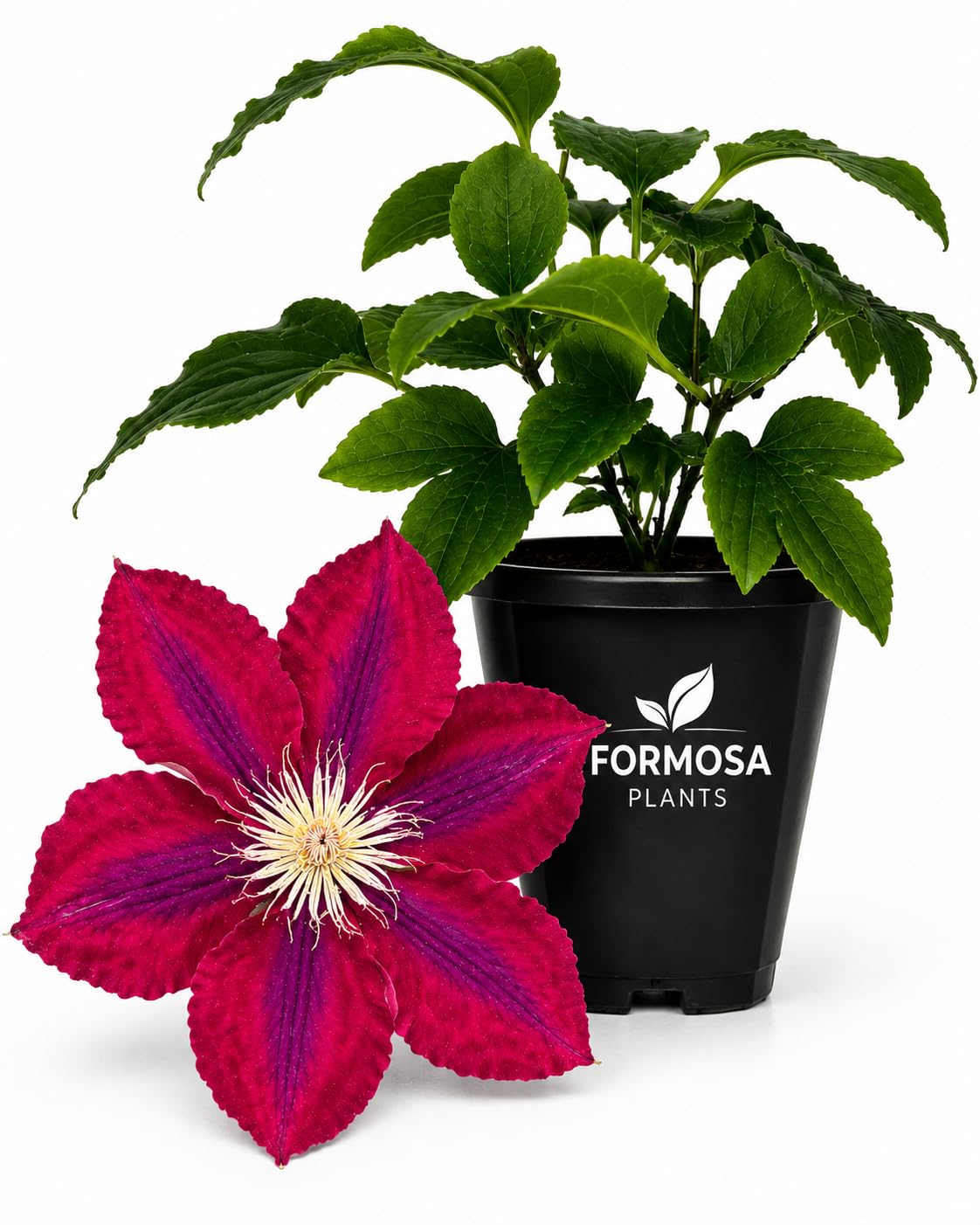 Clematis Rebecca - Live Plants in a 2 Inch Pot - Velvety Red Climber
