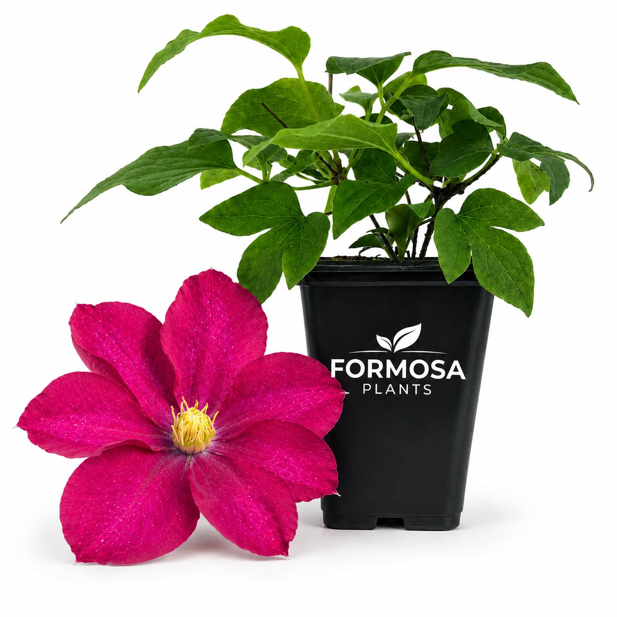 Clematis Madame Edouard Andre - Live Plants in a 2 Inch Pot - Red