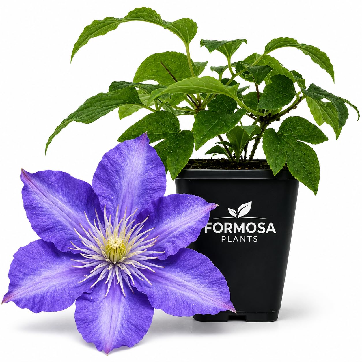 Clematis Daniel Deronda - Live Plants in a 2 Inch Pot - Deep Purple