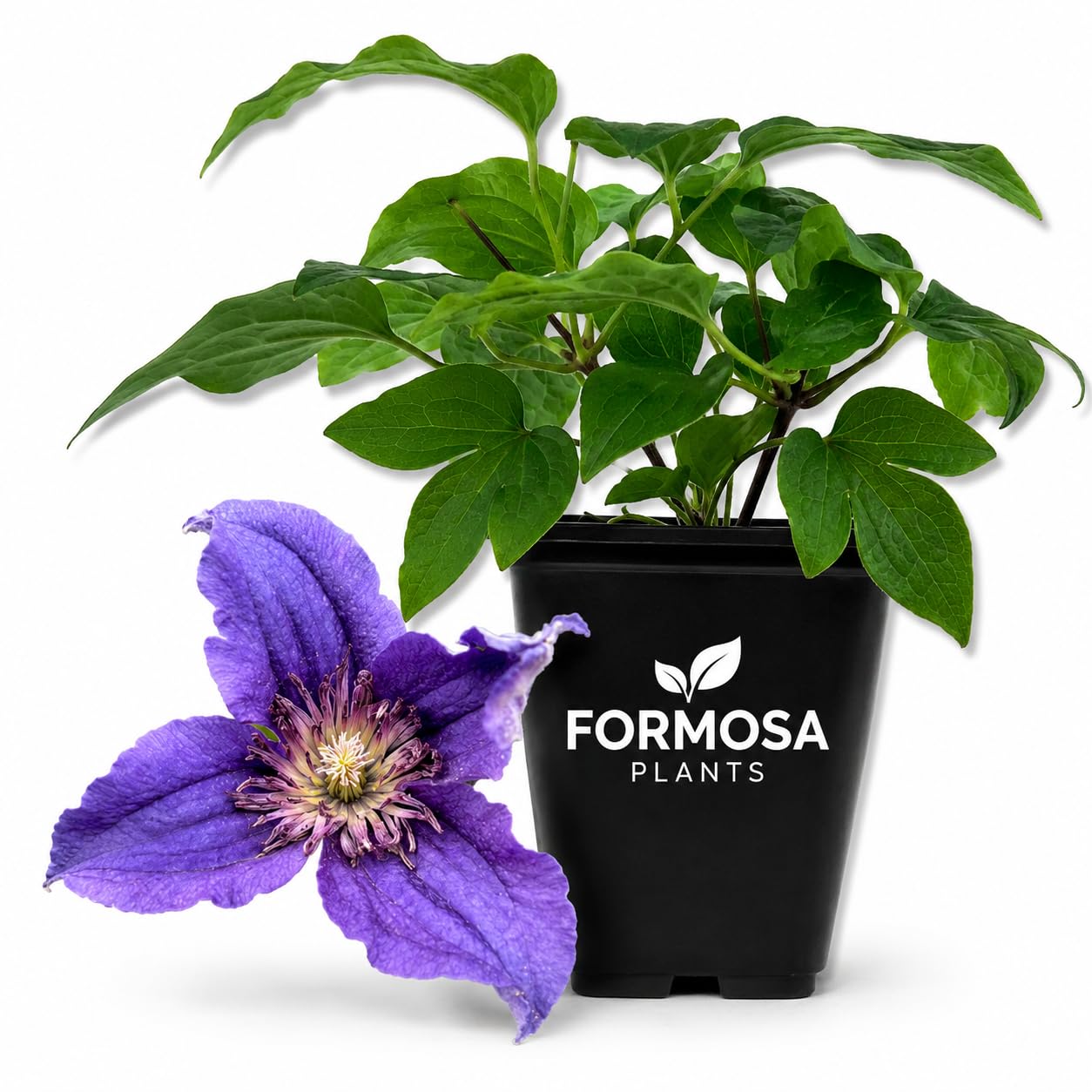 Clematis Sapphire Indigo - Live Plants in a 2 Inch Pot - Indigo Blue
