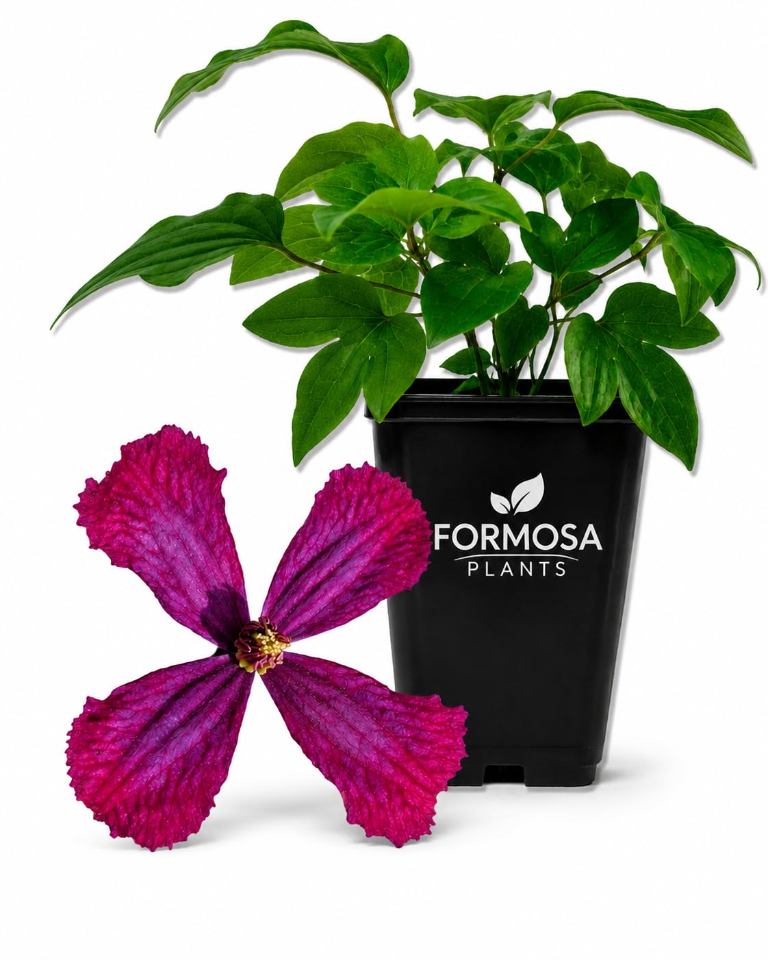 Sweet Summer Love Clematis - Live Plants in a 2 Inch Pot - Cerise