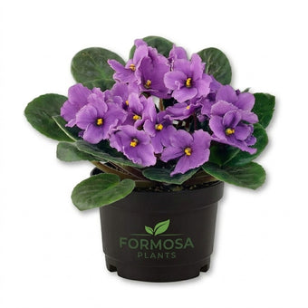 African Violet Plant - 1 Live Plant in a 4 Inch Pot - Grower's Choice Velvety Blooms, Easy Care Compact Flowering Houseplant - Streptocarpus ionanthus