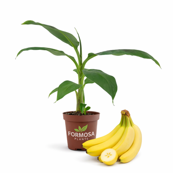 Banana Tree - Live Plant in a 4 Inch Pot - Tropical Indoor Outdoor Foliage Easy Care Grower’s Choice Variety - Musa