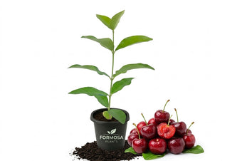Barbados Cherry Tree - 1 Live Plant in a 2 Inch Pot - Edible Fruit Bearing Tree, Sweet Tart Tropical Cherries for Patio and Garden - Malpighia emarginata
