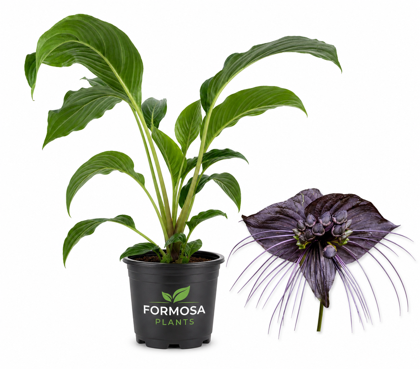 Black Bat Flower - 1 Live Plant in a 4 Inch Pot - Extremely Rare Exotic Tropical, Dramatic Dark Blooms with Long Whisker Bracts - Tacca chantrieri