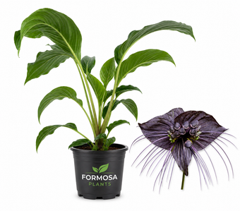 Black Bat Flower - 1 Live Plant in a 4 Inch Pot - Extremely Rare Exotic Tropical, Dramatic Dark Blooms with Long Whisker Bracts - Tacca chantrieri