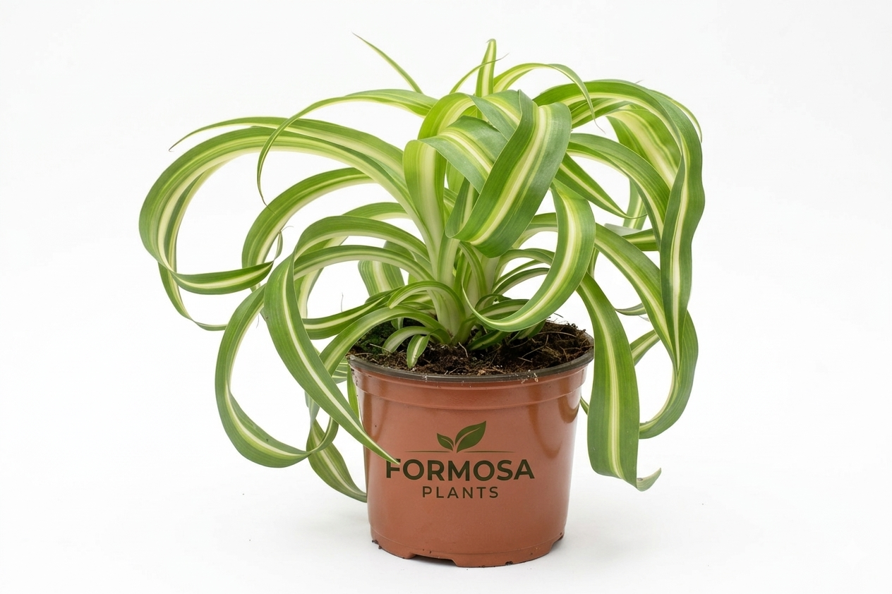 Bonnie Spider Plant - 1 Live Plant in a 4 Inch Pot - Curly Variegated Foliage, Easy Care Indoor Houseplant - Chlorophytum comosum 'Bonnie'