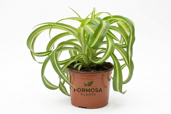 Bonnie Spider Plant - 1 Live Plant in a 4 Inch Pot - Curly Variegated Foliage, Easy Care Indoor Houseplant - Chlorophytum comosum 'Bonnie'