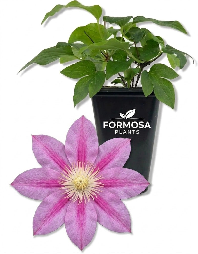 Clematis Abilene - 1 Live Plant in a 2 Inch Pot - Pink Flowering Vine Starter Plant for Garden Trellis Patio Container - Clematis ‘Abilene’