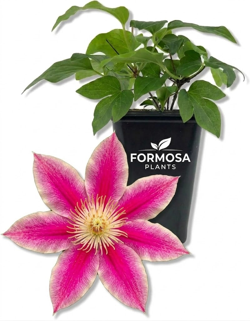 Clematis Acropolis - 1 Live Plant in a 2 Inch Pot - Dark Pink Flowering Vine for Garden Trellis Patio Containers - Clematis