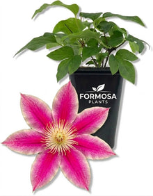 Clematis Acropolis - 1 Live Plant in a 2 Inch Pot - Dark Pink Flowering Vine for Garden Trellis Patio Containers - Clematis