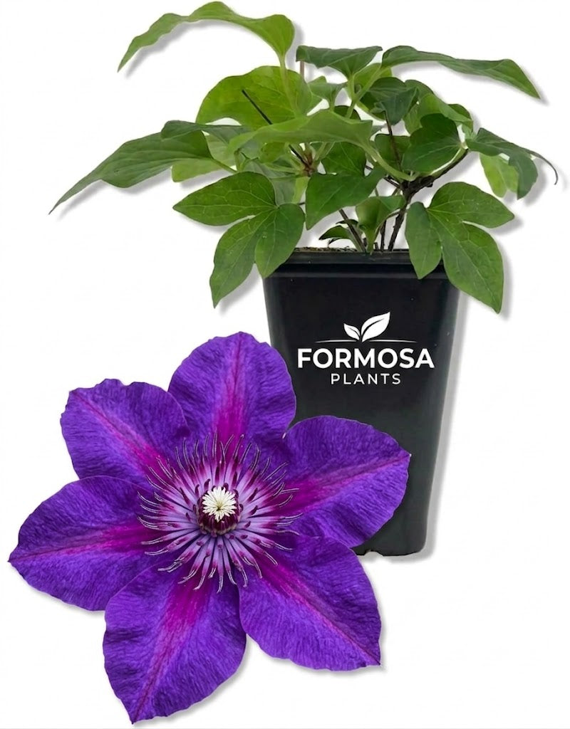 Clematis Adam's Courage - 1 Live Plant in a 2 Inch Pot - Purple Flowering Vine Starter Plant for Garden Trellis Patio Fence - Clematis