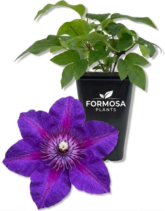 Clematis Adam's Courage - 1 Live Plant in a 2 Inch Pot - Purple Flowering Vine Starter Plant for Garden Trellis Patio Fence - Clematis
