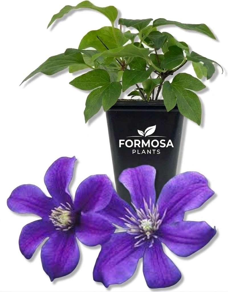 Arabella Clematis -1 Live Plant in a 2 Inch Pot - Long Blooming Purple Flowering Garden Vine - Clematis integrifolia 'Arabella'