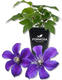 Arabella Clematis -1 Live Plant in a 2 Inch Pot - Long Blooming Purple Flowering Garden Vine - Clematis integrifolia 'Arabella'
