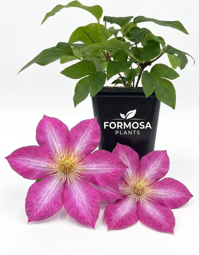 Clematis Asao - 1 Live Plant in a 2 Inch Pot - Bold Flowering Vine Starter Plant for Garden Trellis Patio Containers - Clematis ‘Asao’