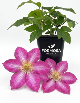 Clematis Asao - 1 Live Plant in a 2 Inch Pot - Bold Flowering Vine Starter Plant for Garden Trellis Patio Containers - Clematis ‘Asao’