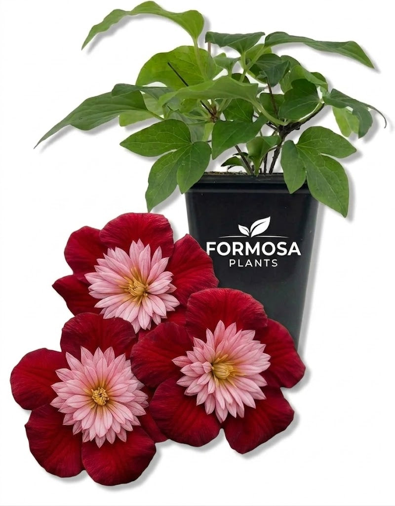 Clematis Avant Garde - 1 Live Plant in a 2 Inch Pot - Rare Collector Flowering Vine Starter Plant for Trellis and Garden - Clematis ‘Avant Garde’