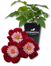 Clematis Avant Garde - 1 Live Plant in a 2 Inch Pot - Rare Collector Flowering Vine Starter Plant for Trellis and Garden - Clematis ‘Avant Garde’