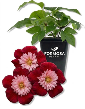 Clematis Avant Garde - 1 Live Plant in a 2 Inch Pot - Rare Collector Flowering Vine Starter Plant for Trellis and Garden - Clematis ‘Avant Garde’