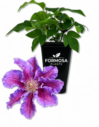 Baroness Fookes Clematis - 1 Live Plant in a 2 Inch Pot - Lavender Striped Flowering Climbing Vine for Trellis, Arbor, Fence, Patio Container - Clematis