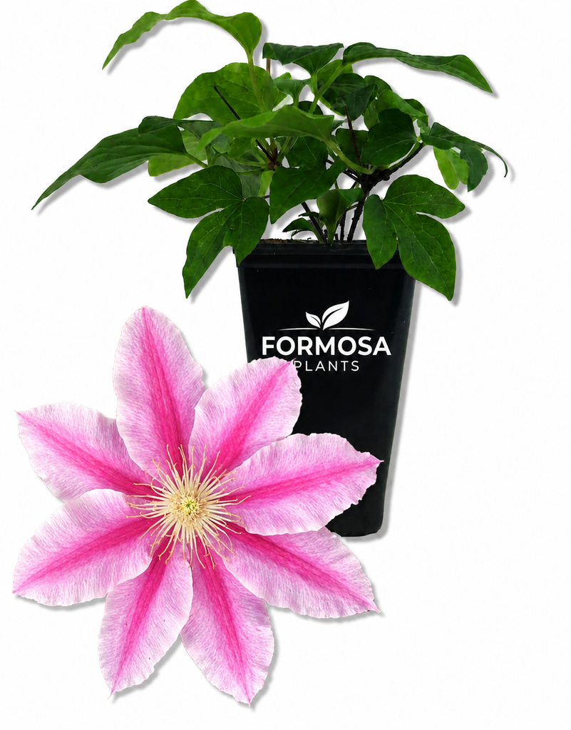 Bees Jubilee Clematis - 1 Live Plant in a 2 Inch Pot - Large Pink Striped Flowering Climbing Vine for Trellis, Arbor, Fence, Patio Container - Clematis