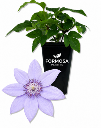 Clematis Bernadine - 1 Live Plant in a 2 Inch Pot - Purple Flowering Vine Starter Plant for Trellis, Patio Containers, Garden Borders - Clematis ‘Bernadine’