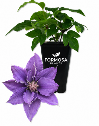 Clematis Bijou - 1 Live Plant in a 2 Inch Pot - Compact Purple Flowering Vine for Containers, Trellis, Small Gardens - Clematis ‘Bijou’