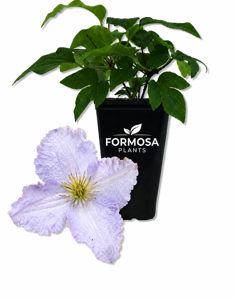 Clematis Blue Angel - 1 Live Plant in a 2 Inch Pot - Soft Blue Large-Flowered Climbing Vine, Repeat Blooming Garden Climber - Clematis