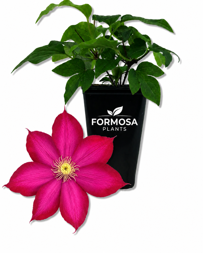 Clematis Bourbon - 1 Live Plant in a 2 Inch Pot - Rich Deep Red Large-Flowered Climbing Vine, Repeat Blooming Garden Climber - Clematis 'Bourbon'