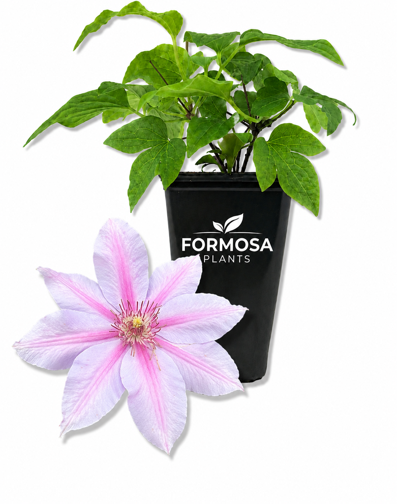 Clematis Candy Stripe - 1 Live Plant in a 2 Inch Pot - Stunning Pink and White Striped Large-Flowered Climbing Vine, Repeat Blooming Garden Climber - Clematis 'Candy Stripe'