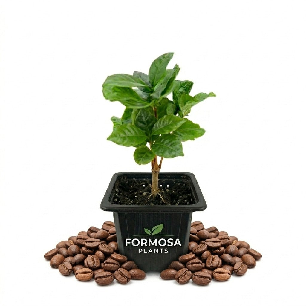 Coffee Plant - 1 Live Plant in a 2 Inch Pot - Easy Care Tropical Houseplant, Glossy Foliage with Edible Coffee Beans - Coffea Arabica