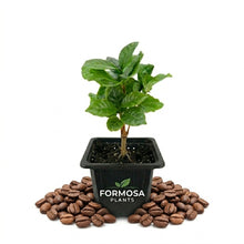 Coffee Plant - 1 Live Plant in a 2 Inch Pot - Easy Care Tropical Houseplant, Glossy Foliage with Edible Coffee Beans - Coffea Arabica