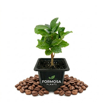 Coffee Plant - 1 Live Plant in a 2 Inch Pot - Easy Care Tropical Houseplant, Glossy Foliage with Edible Coffee Beans - Coffea Arabica