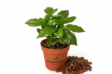 Coffee Plant - 1 Live Plant in a 4 Inch Pot - Easy Care Tropical Houseplant, Glossy Foliage with Edible Coffee Beans - Coffea Arabica