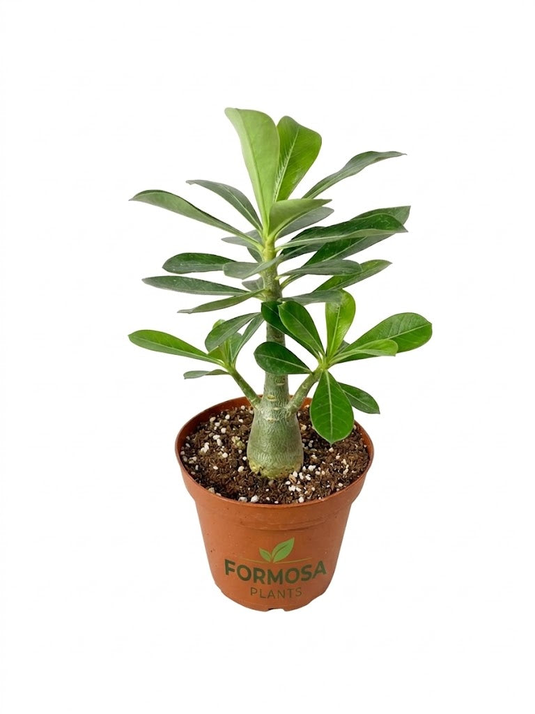 Desert Rose Plant - 1 Live Plant in a 4 Inch Pot - Drought Tolerant Tropical Succulent, Vibrant Trumpet-Shaped Blooms - Adenium obesum
