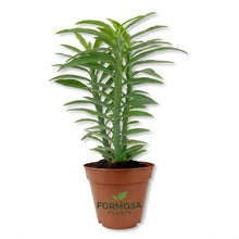 Devil's Backbone Plant - 1 Live Plant in a 2 Inch Pot - Easy Care Tropical Succulent, Striking Zigzag Stem Architectural Houseplant - Pedilanthus tithymaloides
