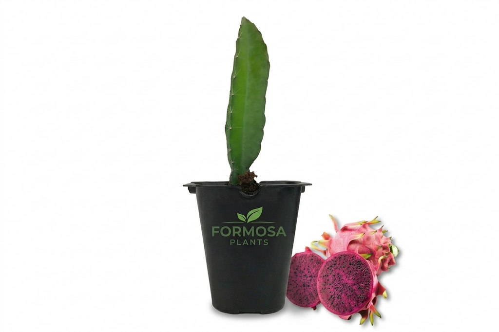 Edgar's Baby Dragon Fruit - 2 Live Plants in 2 Inch Pots - Edible Tropical Cactus Vine, Sweet Red-Fleshed Dragon Fruit - Hylocereus undatus