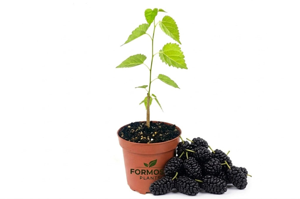 Everbearing Mulberry Tree - 1 Live Plant in a 4 Inch Pot - Edible Fruit Bearing Tree, Sweet Dark Berries for Patio and Garden - Morus nigra